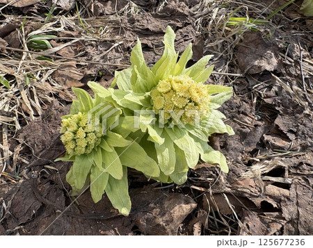 蕗のとう_フキノトウ_春を告げる山菜 125677236