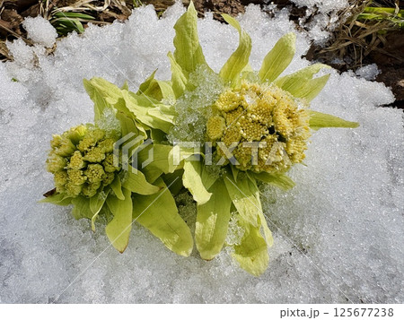 蕗のとう_フキノトウ_春を告げる山菜 125677238