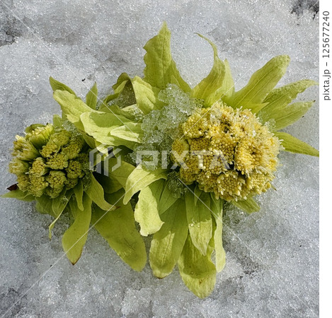 蕗のとう_フキノトウ_春を告げる山菜 蕗のとう_フキノトウ_春を告げる山菜 125677240