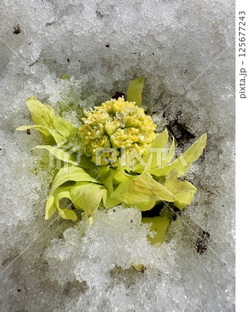 蕗のとう_フキノトウ_春を告げる山菜 125677243