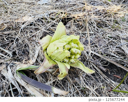 蕗のとう_フキノトウ_春を告げる山菜 蕗のとう_フキノトウ_春を告げる山菜 125677244
