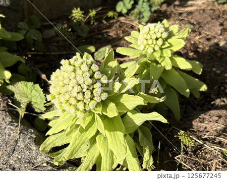 蕗のとう_フキノトウ_春を告げる山菜 125677245