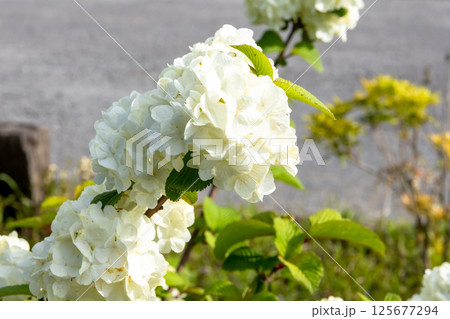大手毬(オオデマリ)の花 Large-flowered bellflower 大手毬(オオデマリ)の花 Large-flowered bellflower 125677294