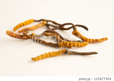 Cordyceps or Ophiocordyceps sinensis mushroom herb is fungus for used as medicine on white background. Cordyceps or Ophiocordyceps sinensis mushroom herb is fungus for used as medicine on white background. 125677304