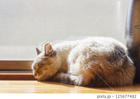 猫　シャム猫ミックス　家猫 125677482