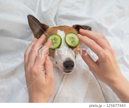 Dog spa. Woman places cucumbers on Jack Russell Terrier's eyes. 125677483