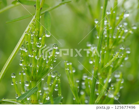 水滴をたくさんつけたスギナ（雨上がりの花壇の杉菜） 125677496