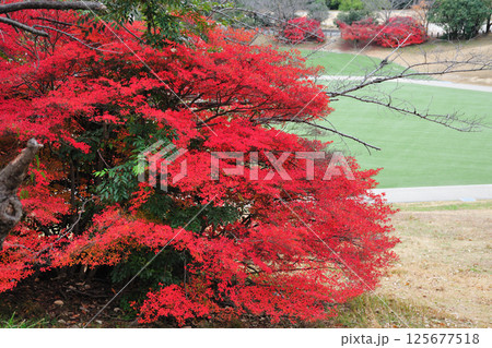 大高緑地公園の紅葉 125677518