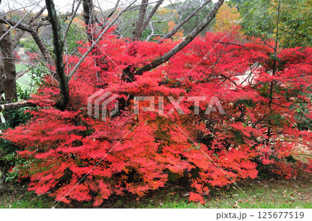 大高緑地公園の紅葉 125677519
