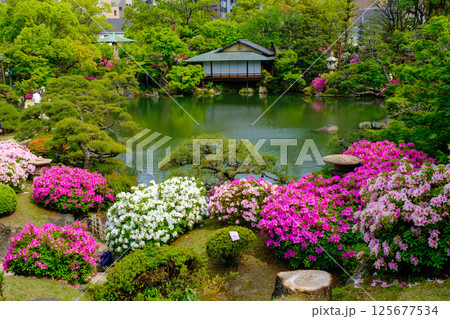 ツツジと新緑が眩しい初夏の公園　神戸市の日本庭園相楽園で撮影 125677534