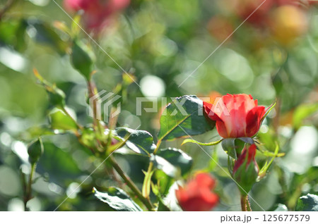 近所のバラ園でみた花 近所のバラ園でみた花 125677579