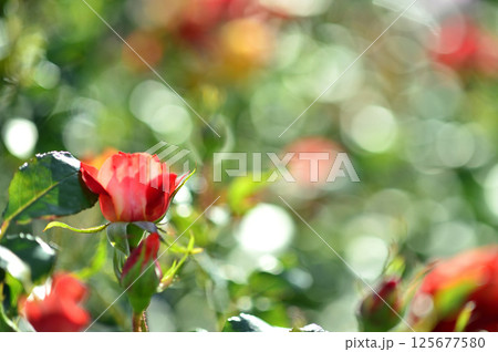 近所のバラ園でみた花 近所のバラ園でみた花 125677580