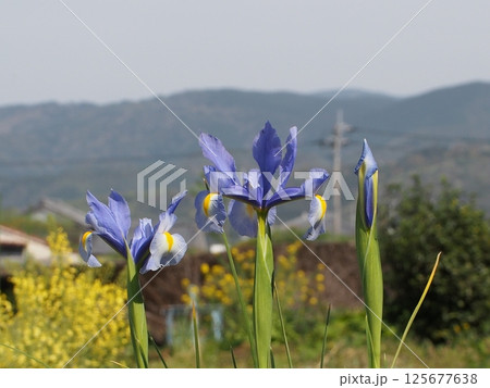 日差しの中のセルリアンブルーのアヤメ（春の香長平野） 125677638