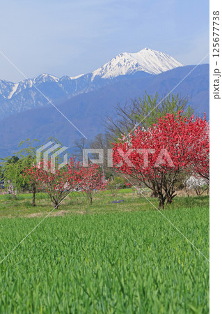 春の安曇野と北アルプス 125677738