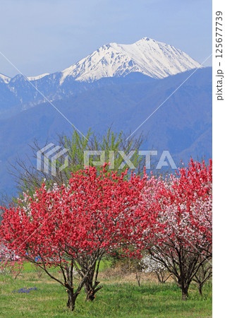 春の安曇野と北アルプス 春の安曇野と北アルプス 125677739
