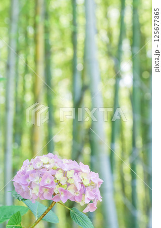 お寺を彩るアジサイの花。「岡山県真庭市・花の山寺 普門寺」 お寺を彩るアジサイの花。「岡山県真庭市・花の山寺 普門寺」 125677865