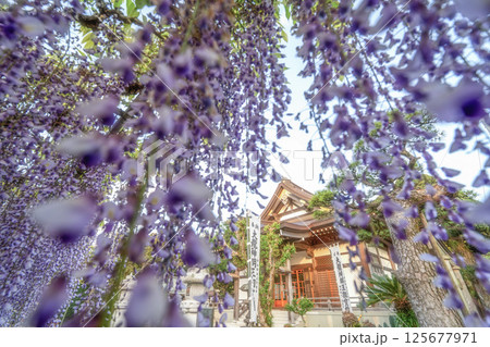 千葉県銚子市　妙福寺の藤棚 125677971