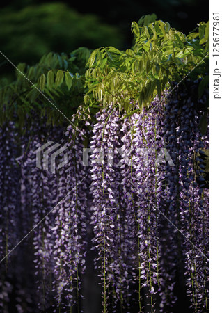 千葉県銚子市　妙福寺の藤棚 125677981