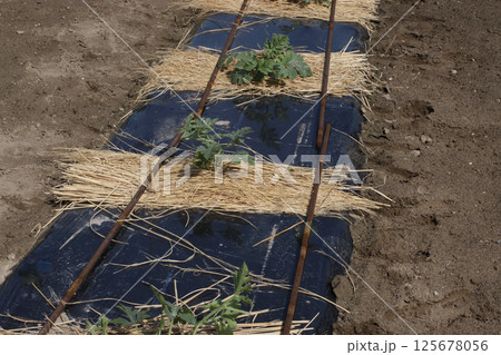 心止め時期の西瓜 125678056