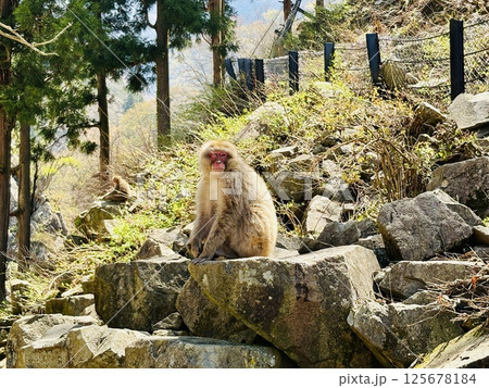 地獄谷野猿公苑_温泉に入る猿 地獄谷野猿公苑_温泉に入る猿 125678184