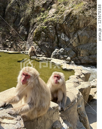 地獄谷野猿公苑_温泉に入る猿 地獄谷野猿公苑_温泉に入る猿 125678188