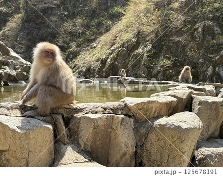 地獄谷野猿公苑_温泉に入る猿 125678191