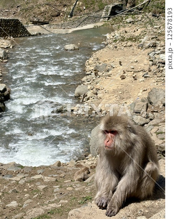 地獄谷野猿公苑_温泉に入る猿 地獄谷野猿公苑_温泉に入る猿 125678193