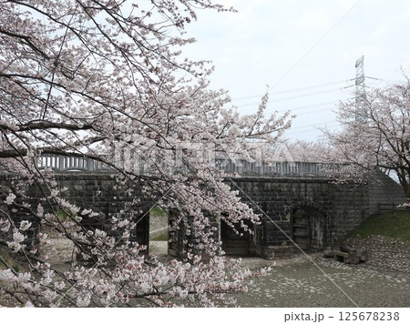 新潟県　新発田市　加治川治水記念公園の桜 125678238