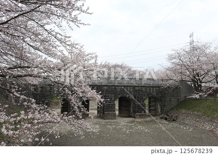 新潟県 新発田市 加治川治水記念公園の桜 新潟県 新発田市 加治川治水記念公園の桜 125678239