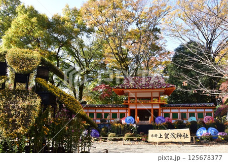 静岡県　三島市立公園楽寿園の菊まつり 125678377