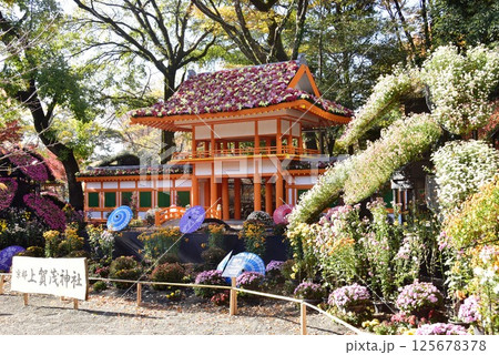 静岡県 三島市立公園楽寿園の菊まつり 静岡県 三島市立公園楽寿園の菊まつり 125678378