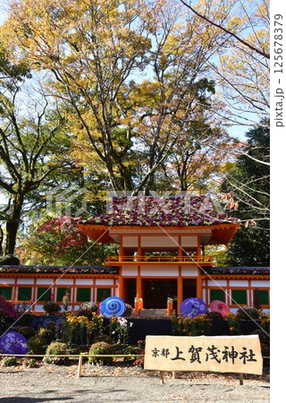 静岡県　三島市立公園楽寿園の菊まつり 125678379