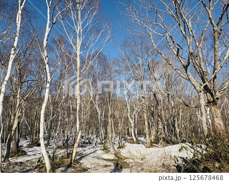 早春の残雪残る白樺の林_奥志賀高原 125678468