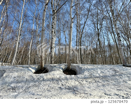早春の残雪残る白樺の林_奥志賀高原 125678470