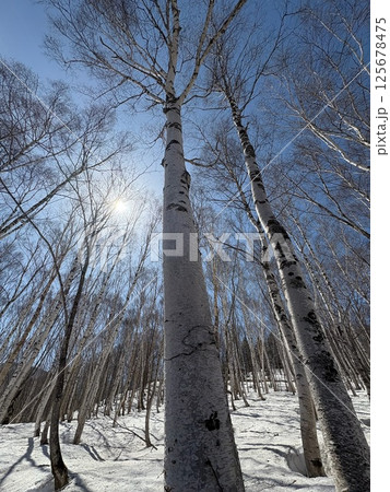 早春の残雪残る白樺の林_奥志賀高原 早春の残雪残る白樺の林_奥志賀高原 125678475