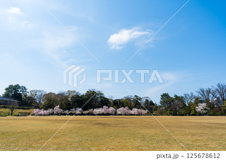 晴れの青空と満開の桜と金沢城公園の新丸広場|石川県金沢市 晴れの青空と満開の桜と金沢城公園の新丸広場|石川県金沢市 125678612