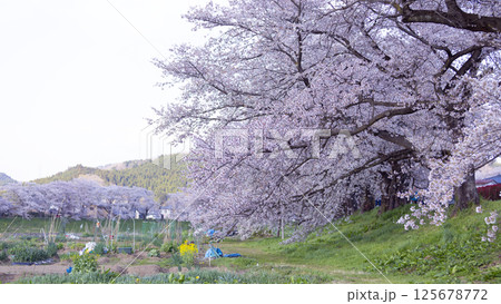 Sakura and cherry blossom in Hitome Senbonzakura, Sendai, Japan in spring season Sakura and cherry blossom in Hitome Senbonzakura, Sendai, Japan in spring season 125678772