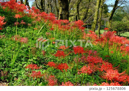 彼岸花咲く桜林　【相模原市津久井　10月】 125678806