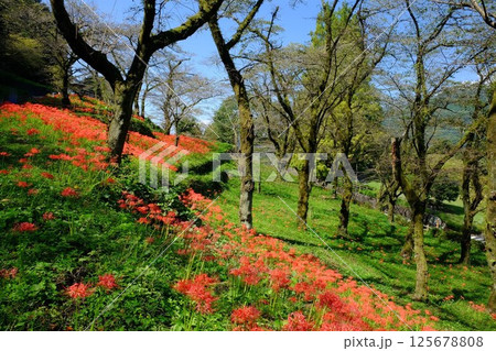 山斜面に咲く彼岸花　【相模原市津久井　10月】 125678808