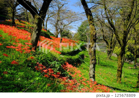 山斜面に咲く彼岸花 【相模原市津久井 10月】 山斜面に咲く彼岸花 【相模原市津久井 10月】 125678809