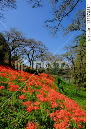 彼岸花と桜林 【相模原市津久井 10月】 彼岸花と桜林 【相模原市津久井 10月】 125678814
