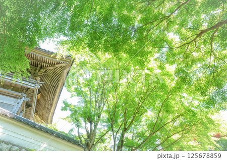 輝く新緑の中、見事な山門がそびえ立つ。岡山県真庭市「花の山寺・普門寺」 輝く新緑の中、見事な山門がそびえ立つ。岡山県真庭市「花の山寺・普門寺」 125678859