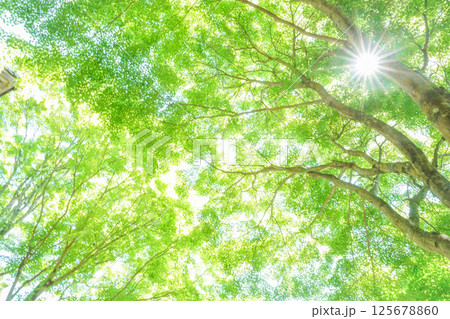 山門脇で輝きはなつ新緑のモミジ。太陽の光を添えて。岡山県真庭市「花の山寺・普門寺」 125678860