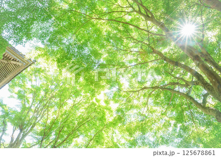 山門脇で輝きはなつ新緑のモミジ。太陽の光を添えて。岡山県真庭市「花の山寺・普門寺」 125678861