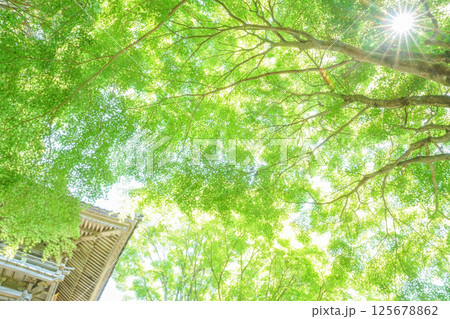 山門脇で輝きはなつ新緑のモミジ。太陽の光を添えて。岡山県真庭市「花の山寺・普門寺」 125678862