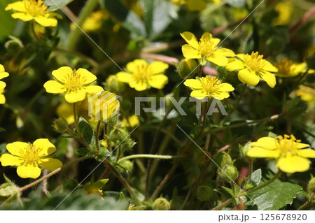 自然　植物　キジムシロ、バラ科の多年草。葉が地面に広がる様子を雉が休むムシロに例えた名前 125678920