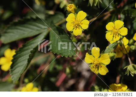自然　植物　キジムシロ、バラ科の多年草。葉は奇数羽状複葉、先端の三枚の小葉が目立つ 125678921