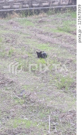 猫 猫 125678939