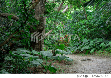深い緑が広がる石垣島の森の中 125678942