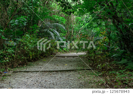 石垣島の亜熱帯林を歩く静かな時間 125678943